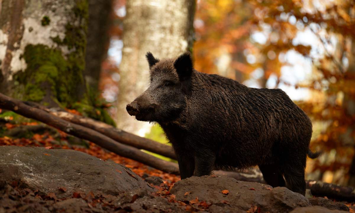 Wildschwein