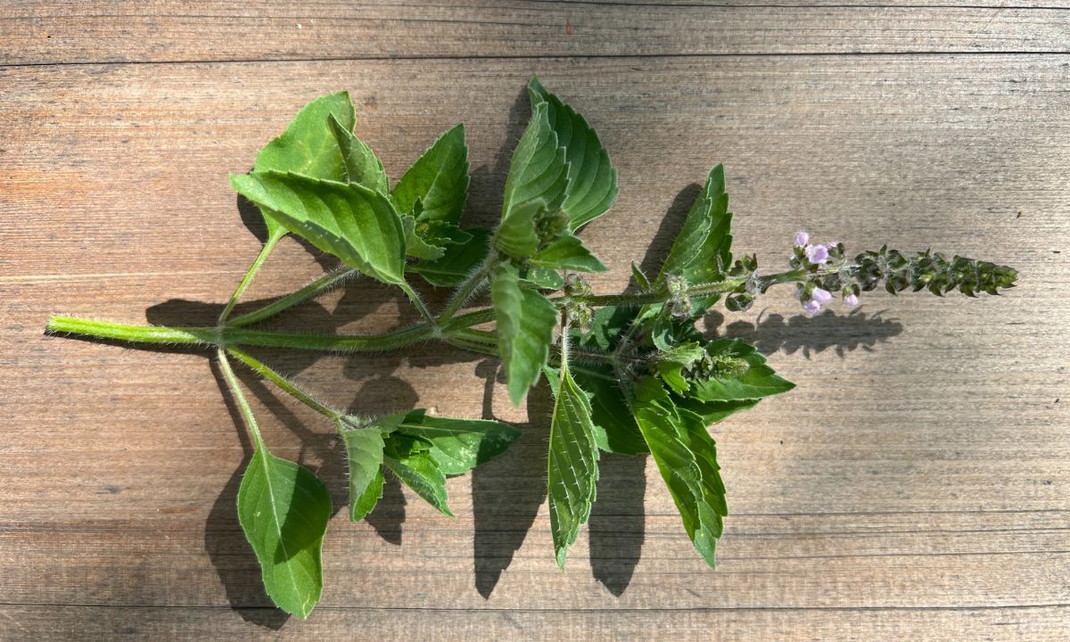Tulsi