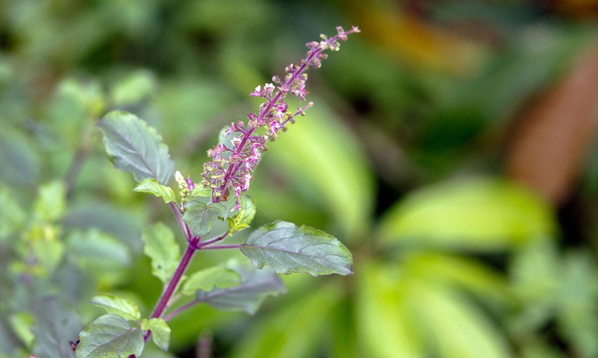 Tulsi