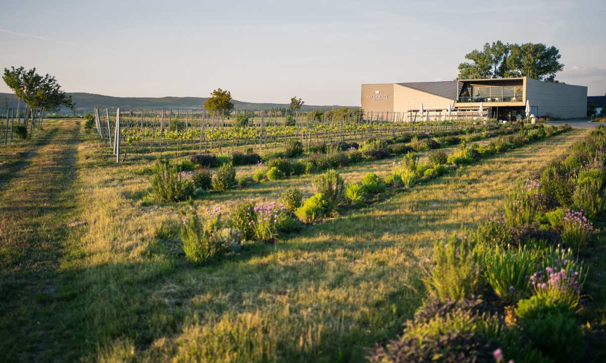 Weingut Esterházy