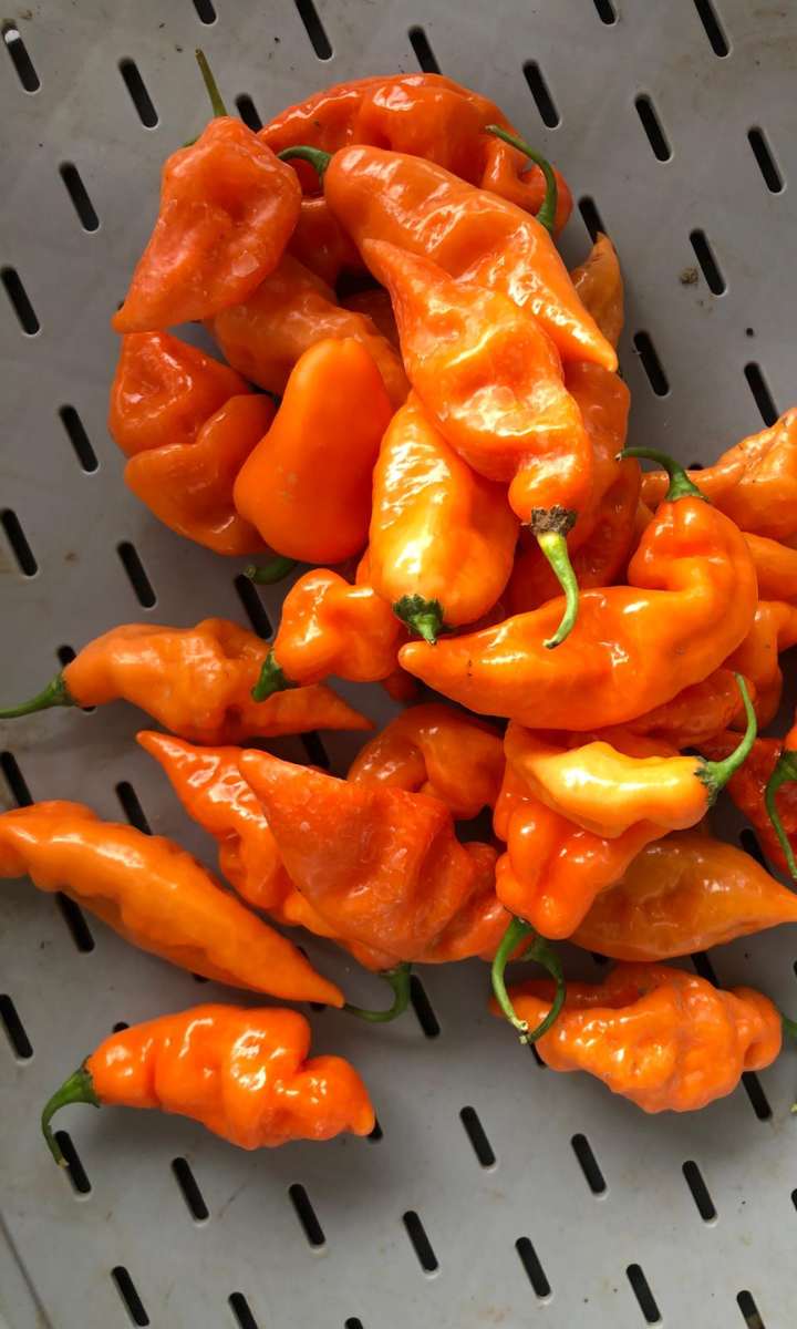 Habanedos