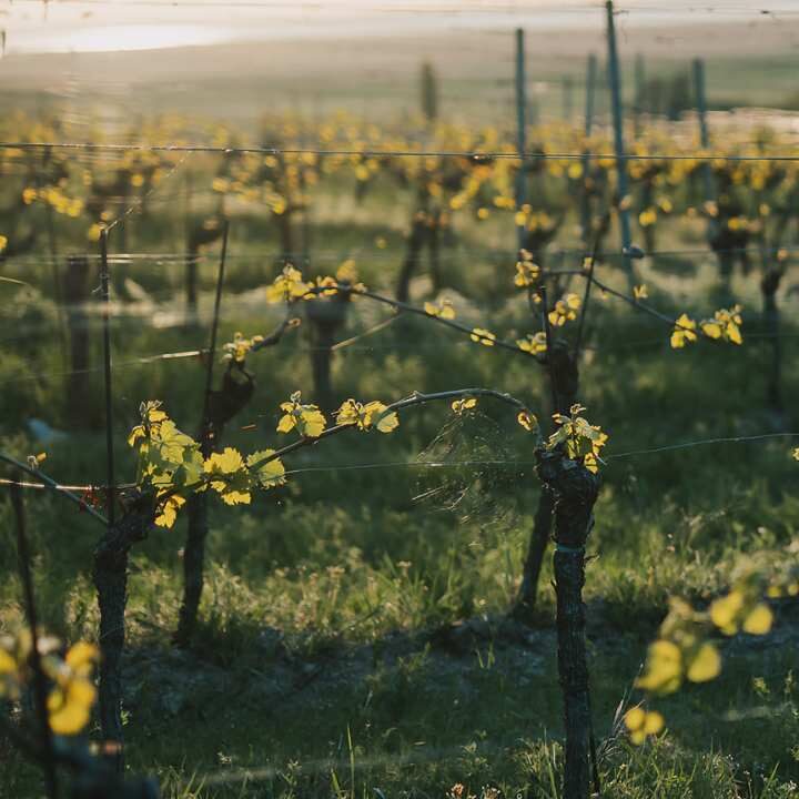 Weingarten Esterhazy