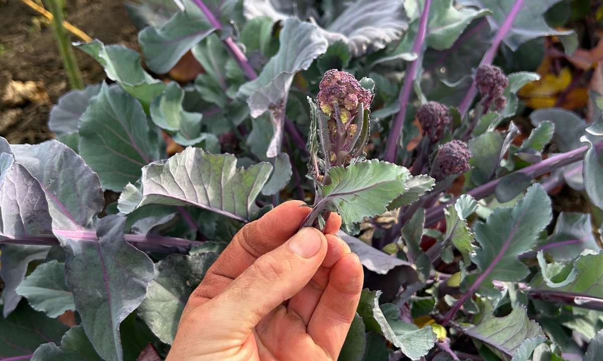 Violetter Stängel-Brokkoli