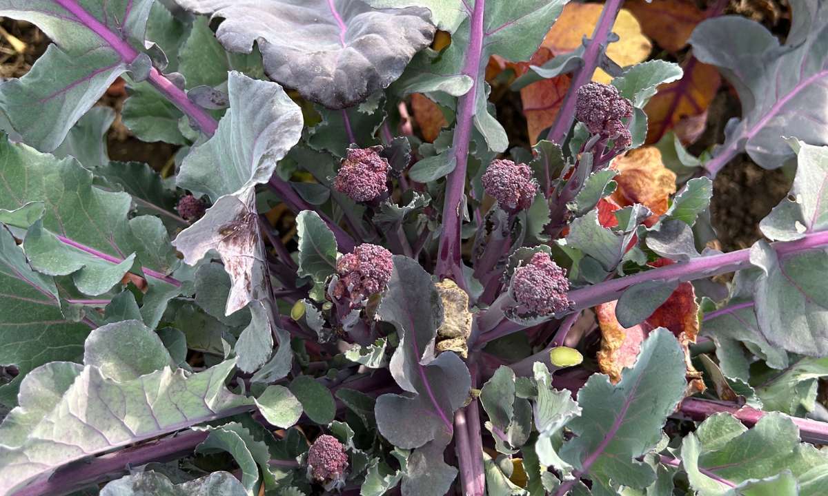 Violetter Stängel-Brokkoli