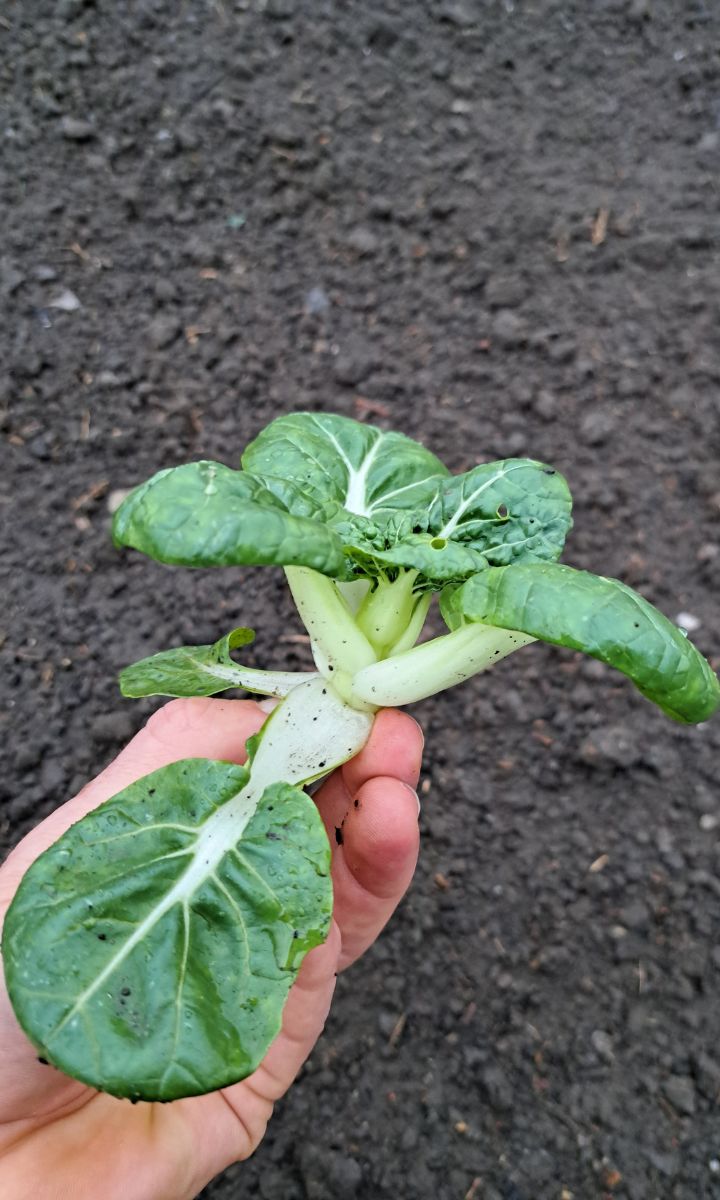 Tiny Bok Choi von WUK bio.pflanzen