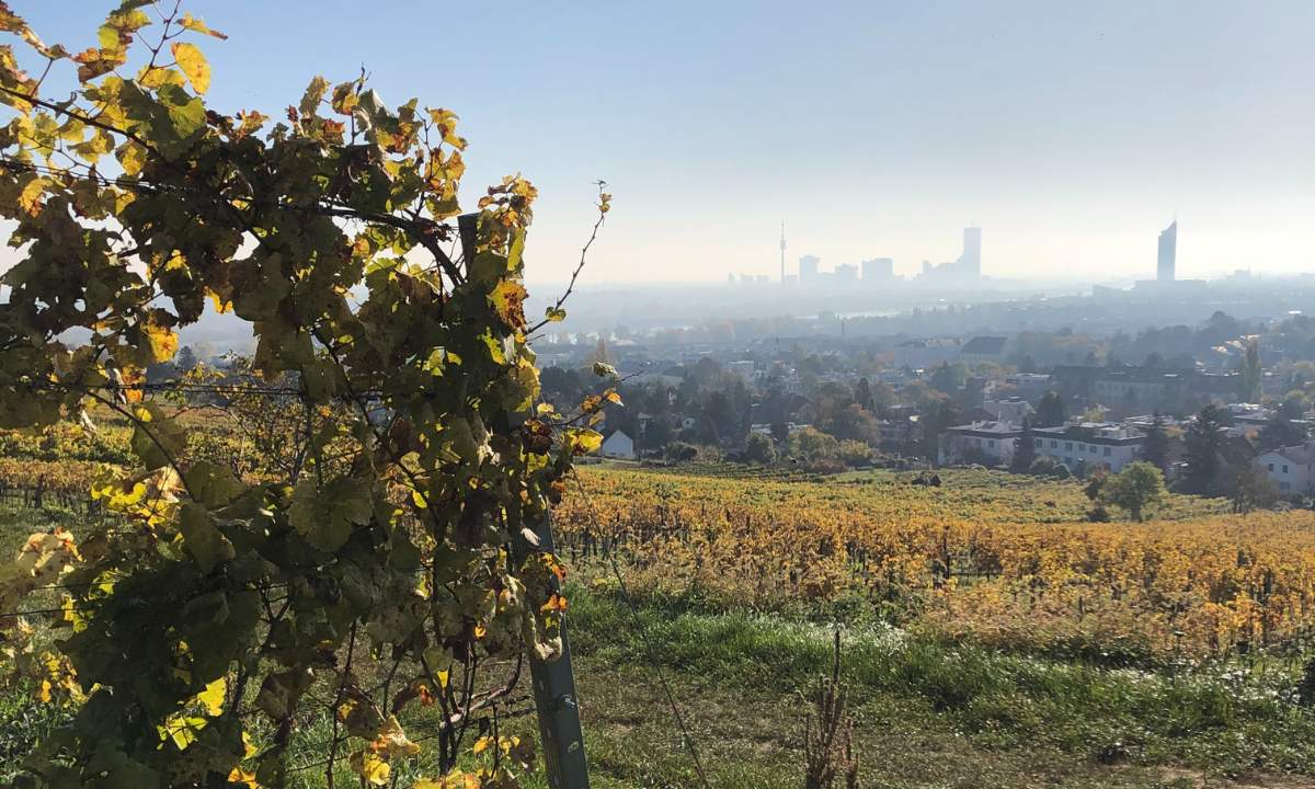 Blick vom Weingarten auf Wien