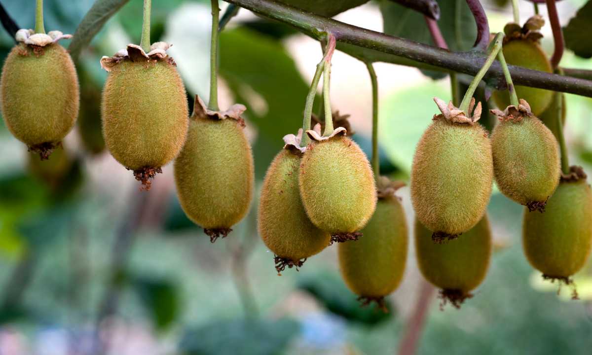 Kiwi