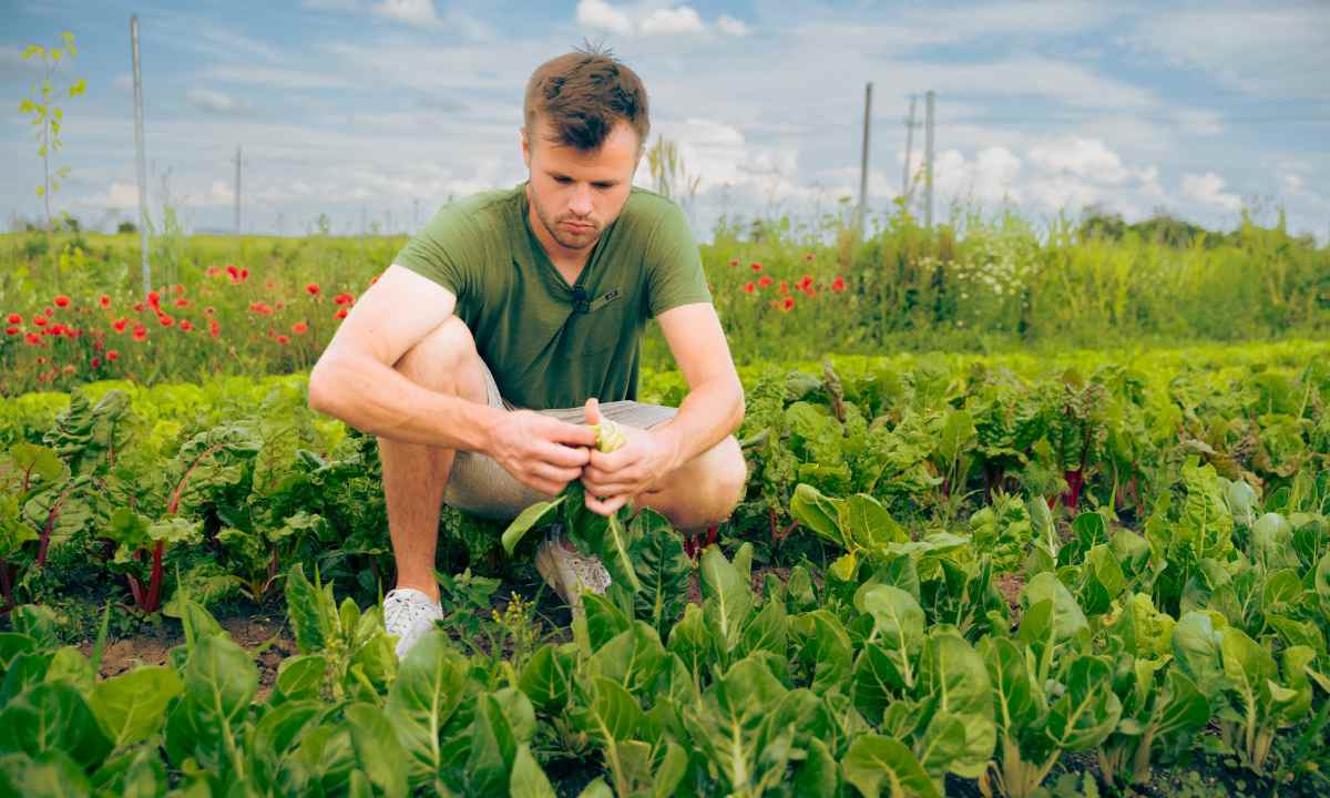 Reiners Erdbeeren und Gemüse