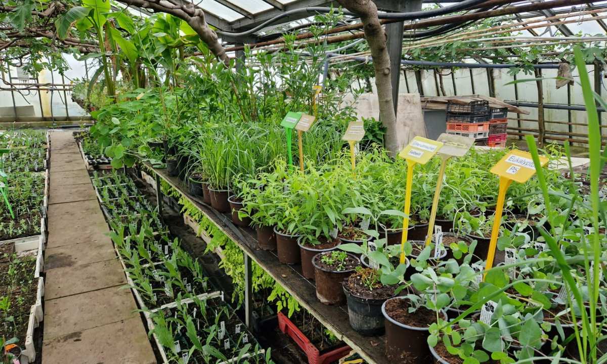 Jungpflanzen am Bio-Feigenhof