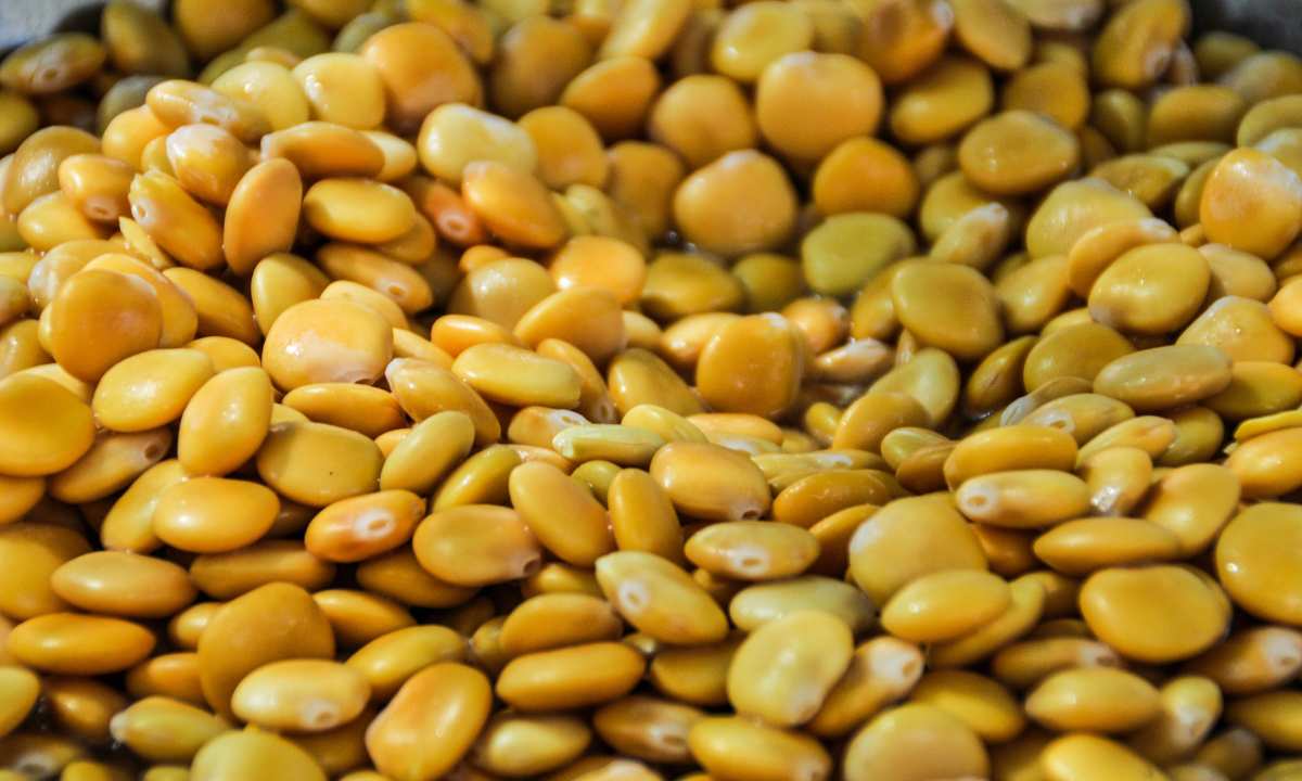 Lupinenbohne