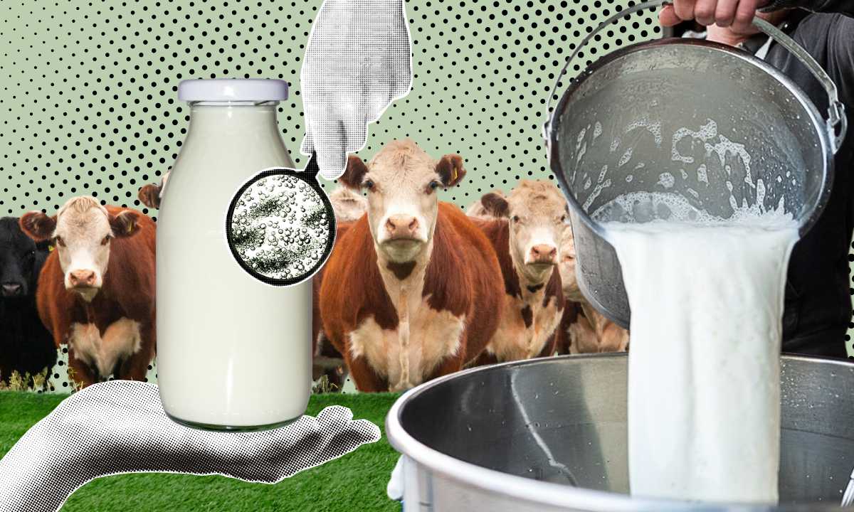Pasteurisierung von Rohilch
