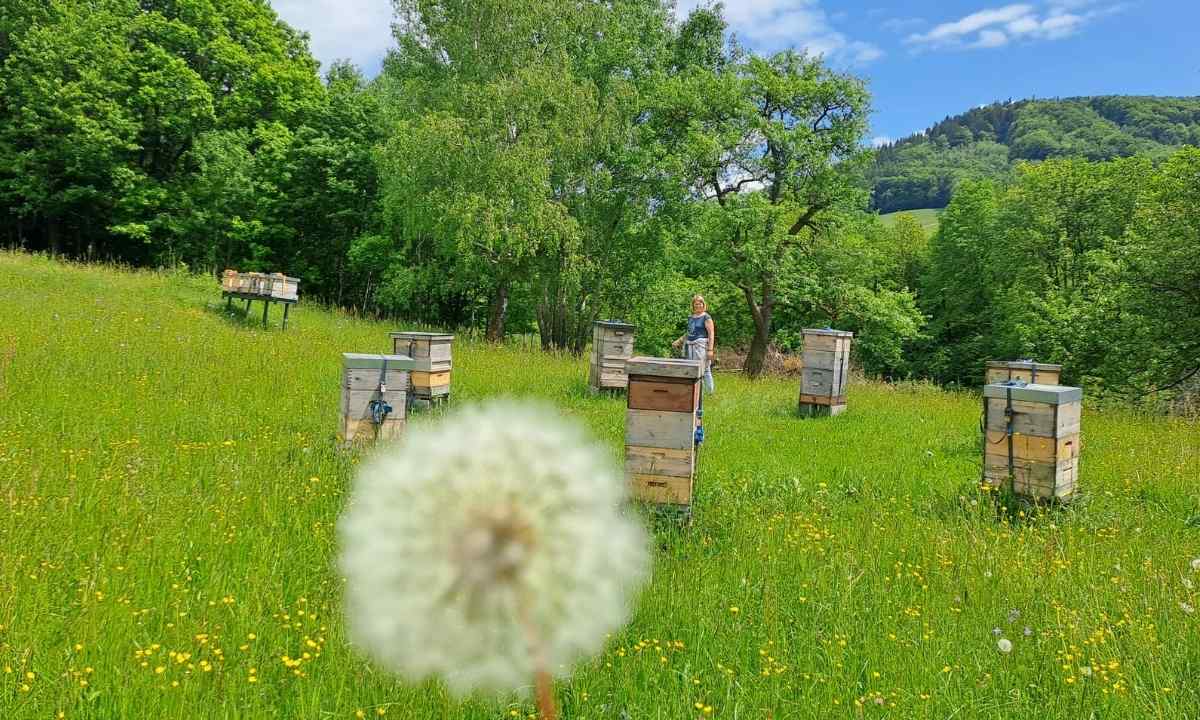 Kasser Bienen, Niederösterreich