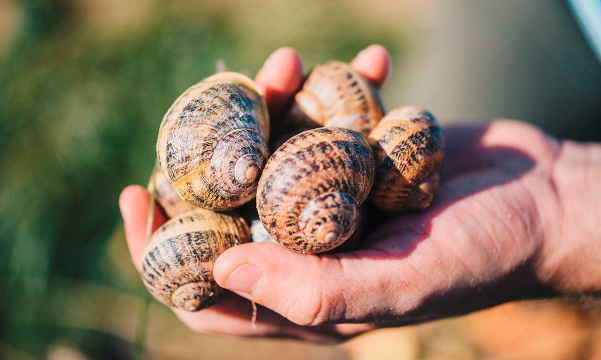 Marktgärtnerei & Gemüsekistl Andreas Gugumuck