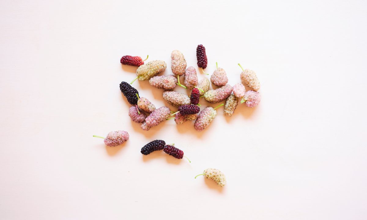 Maulbeeren von Dirndln am Feld