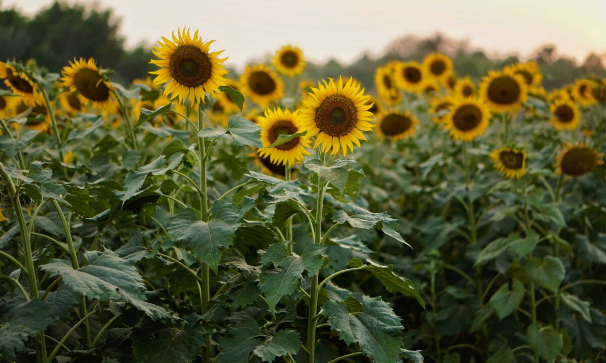 Sonnenblumenfeld