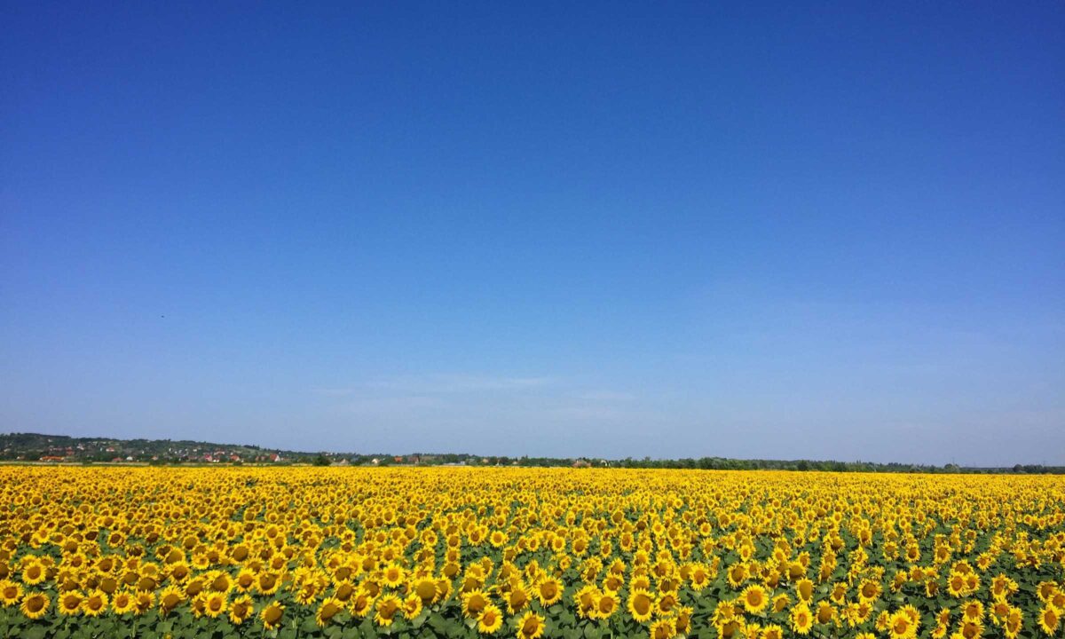 Sonnenblumenfeld