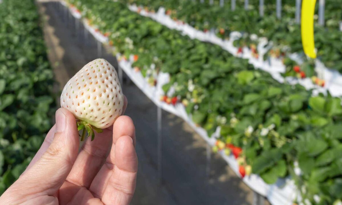 Weiße Erdbeeren