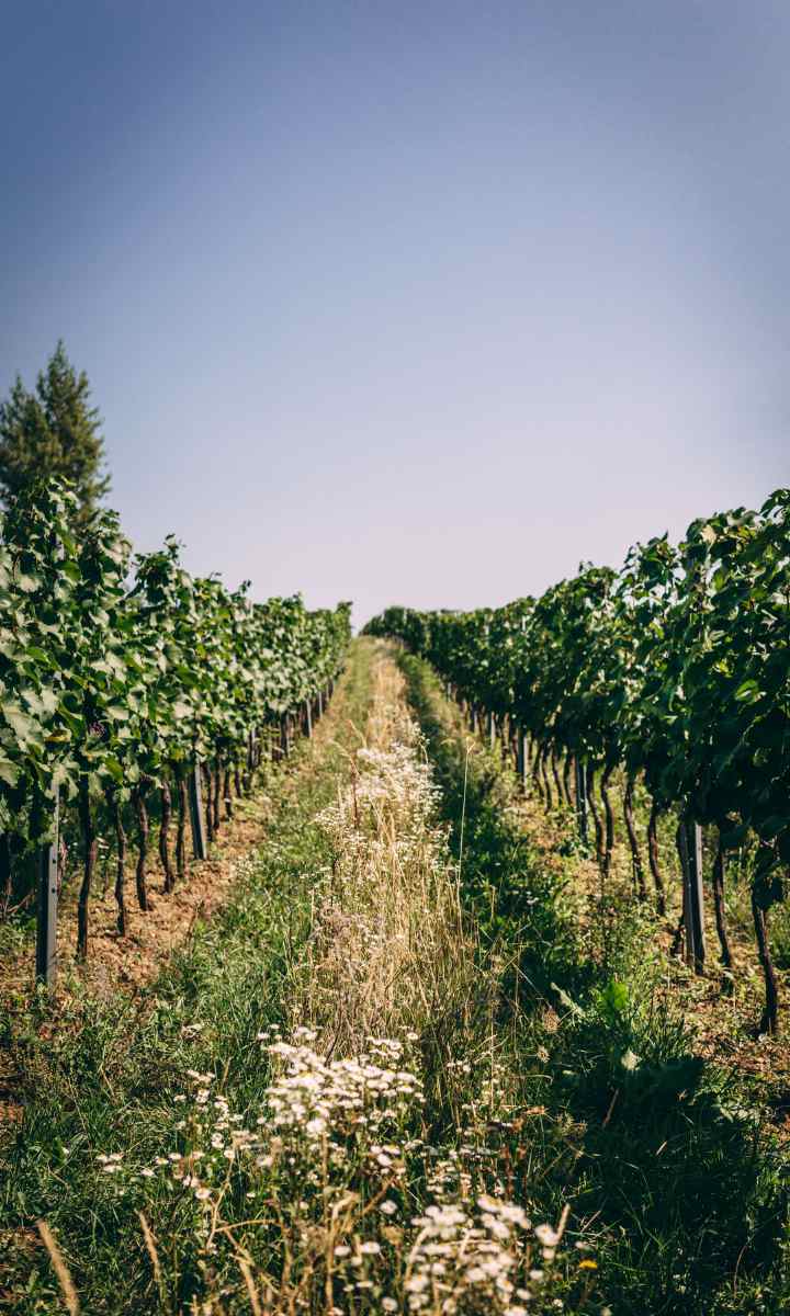 BioWeinGut Lehner