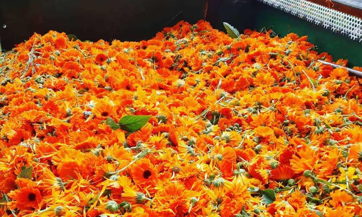 ein Lieferwagen voller oranger Blumen