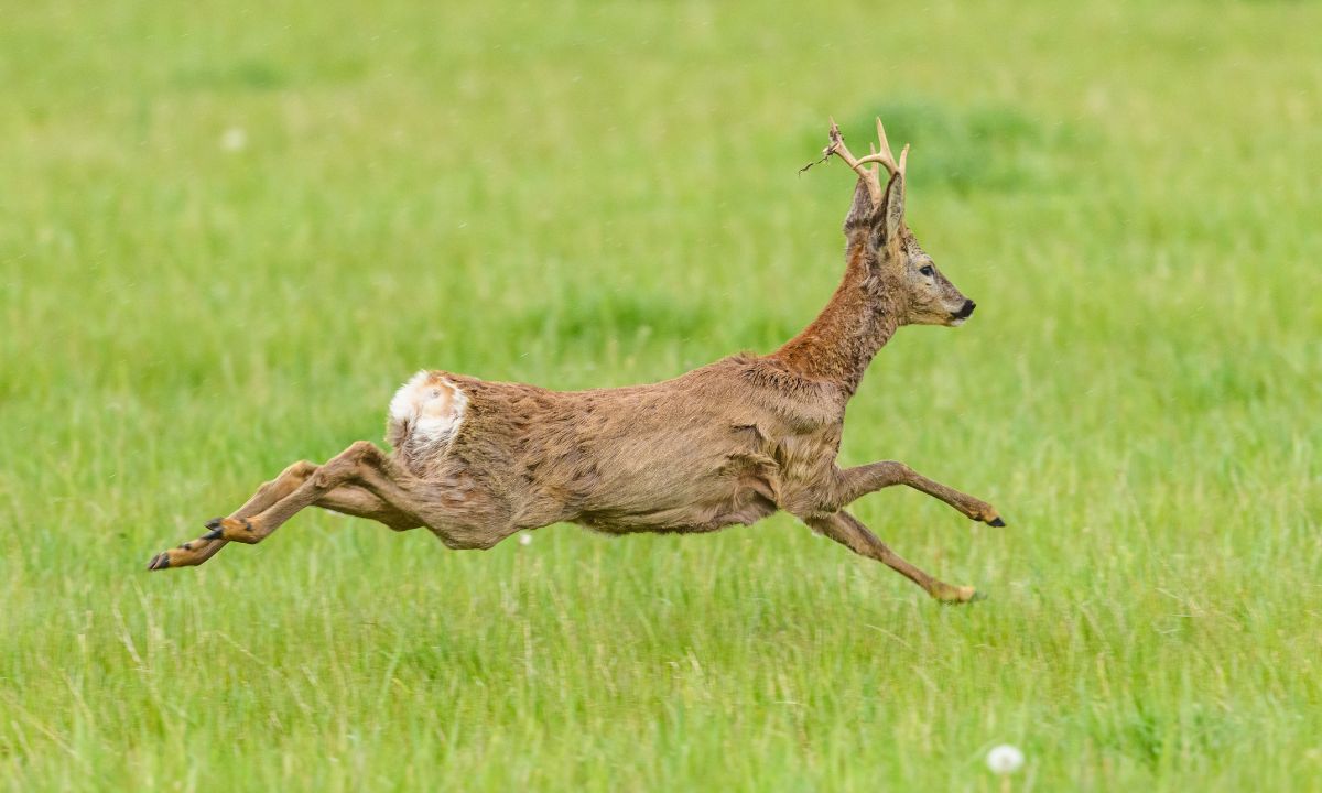 Jagd