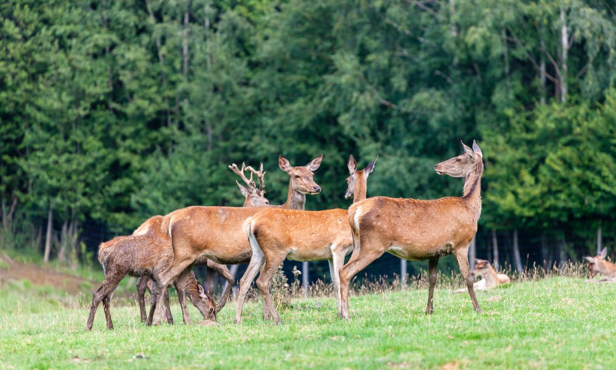 Jagd