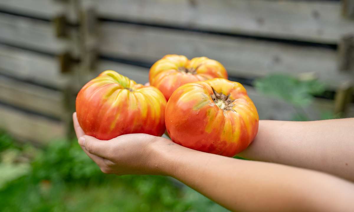 Tomaten-Ernte