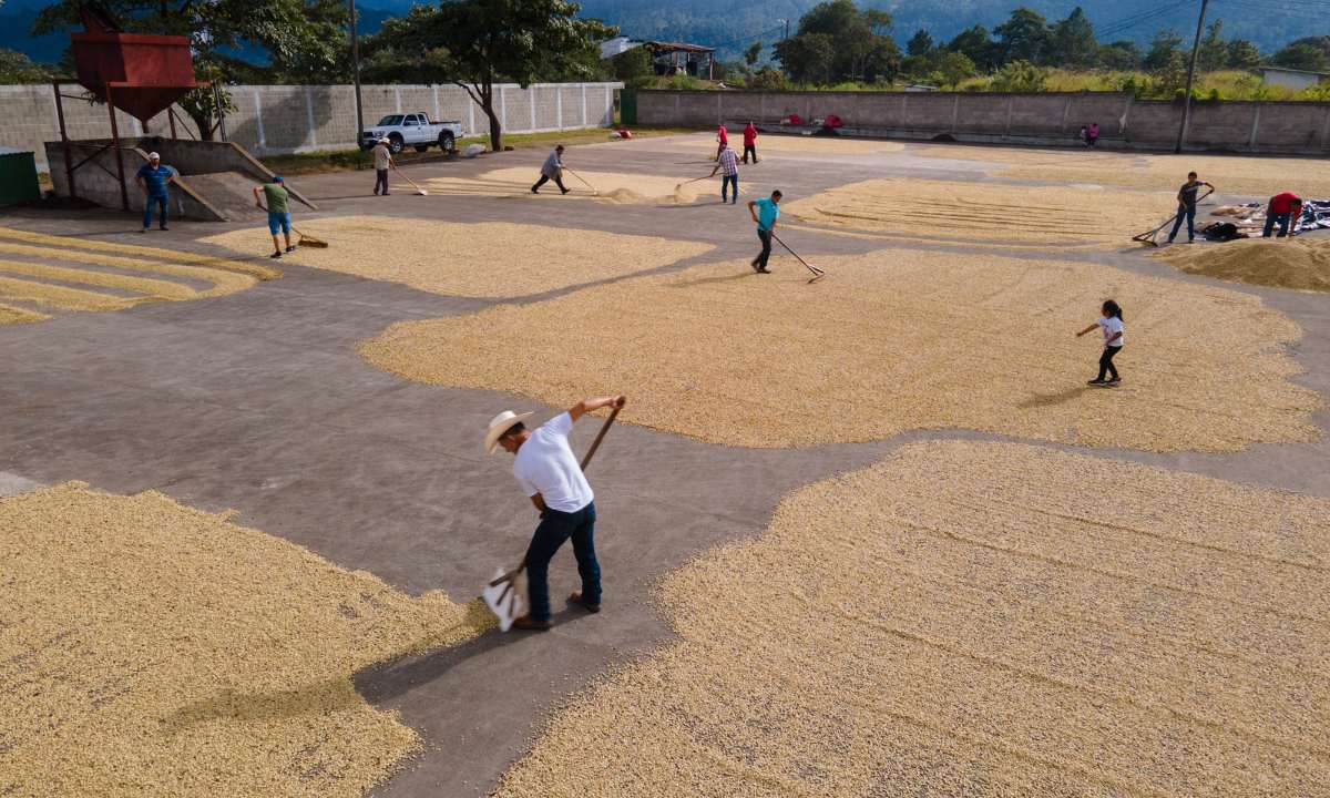 Julius Meinl Honduras