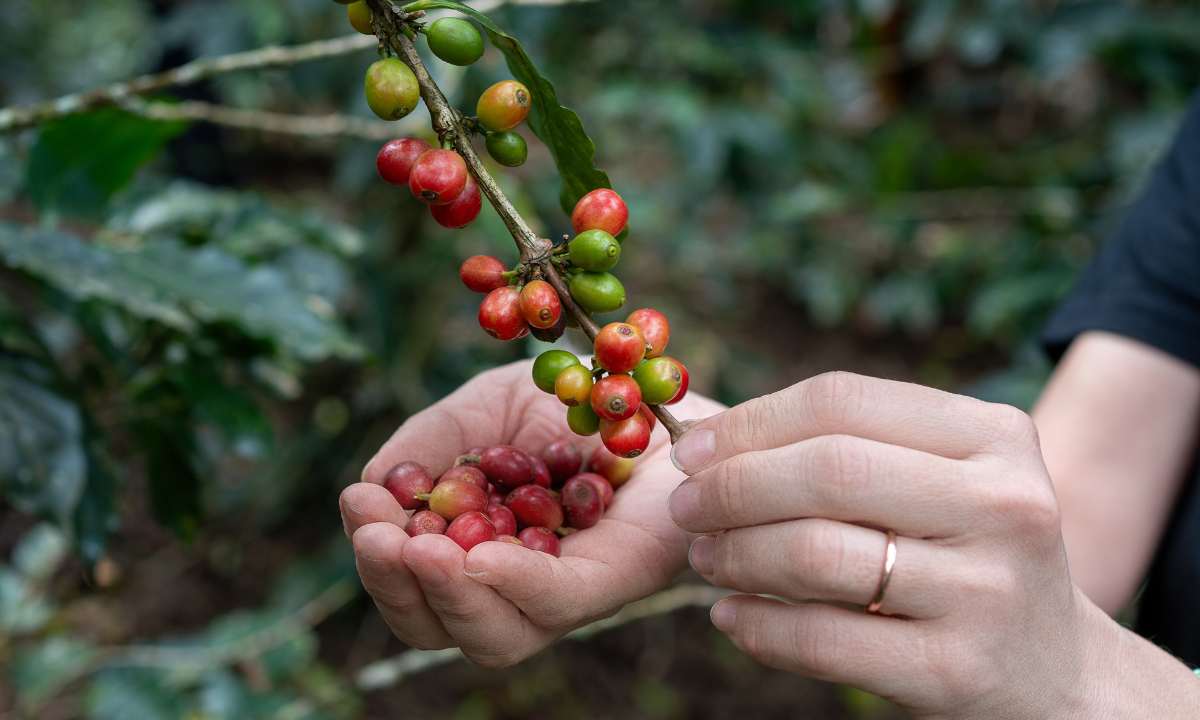 Julius Meinl Honduras