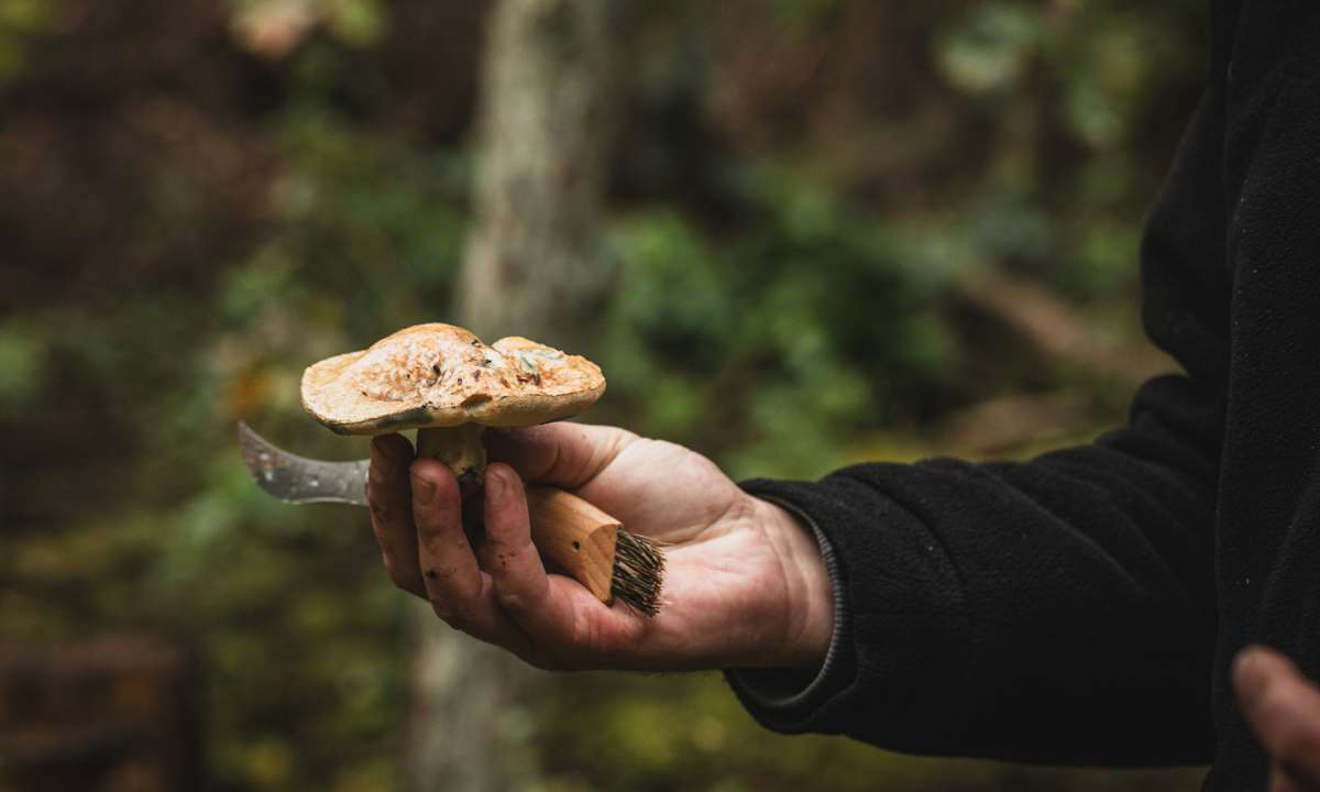 Essbarer Wald