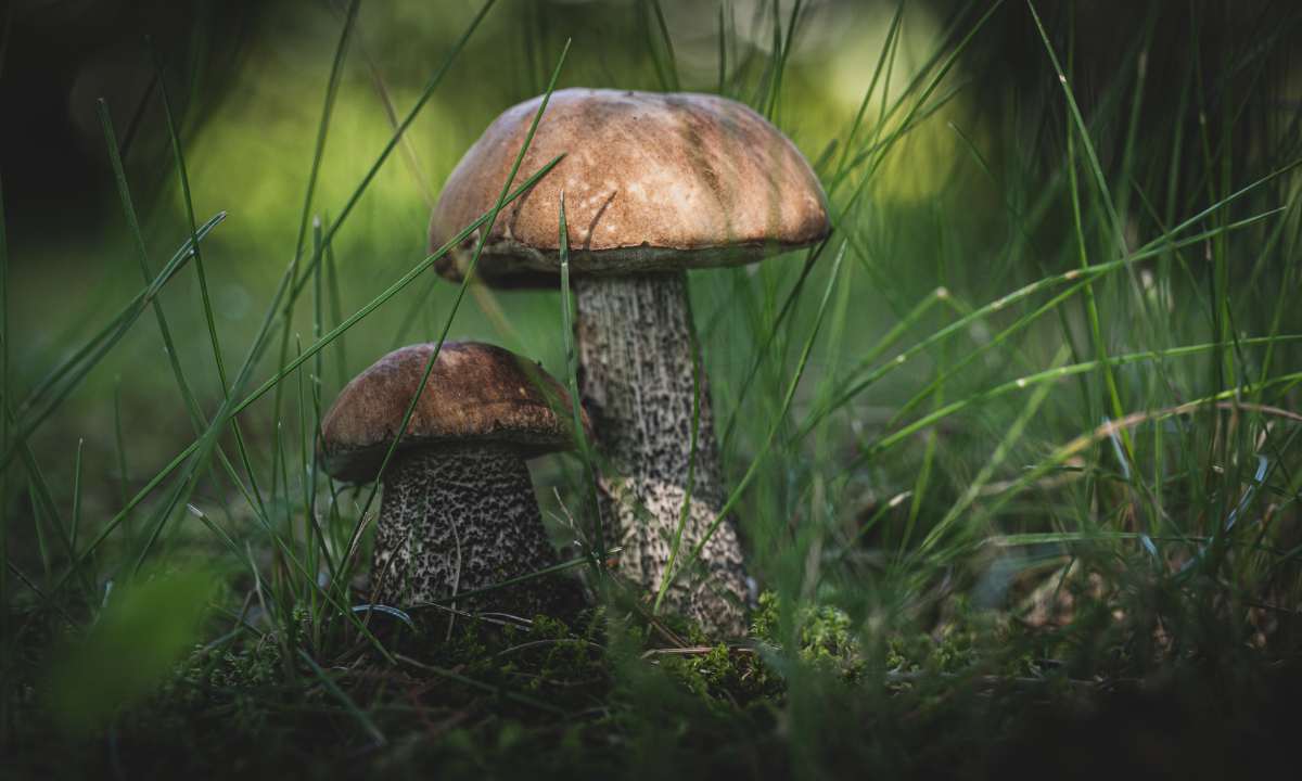 Essbarer Wald