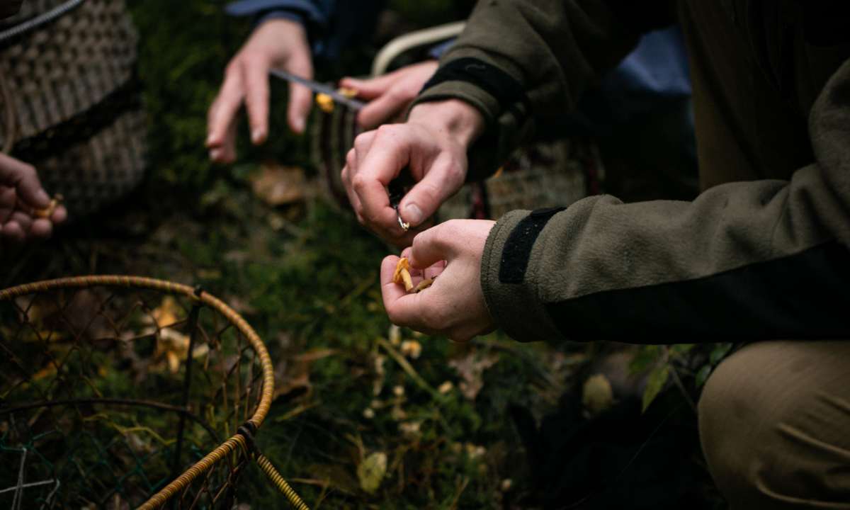 Essbarer Wald