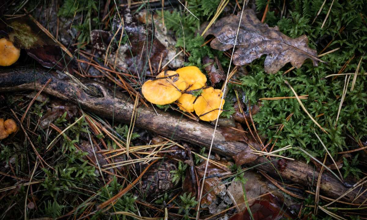 Essbarer Wald