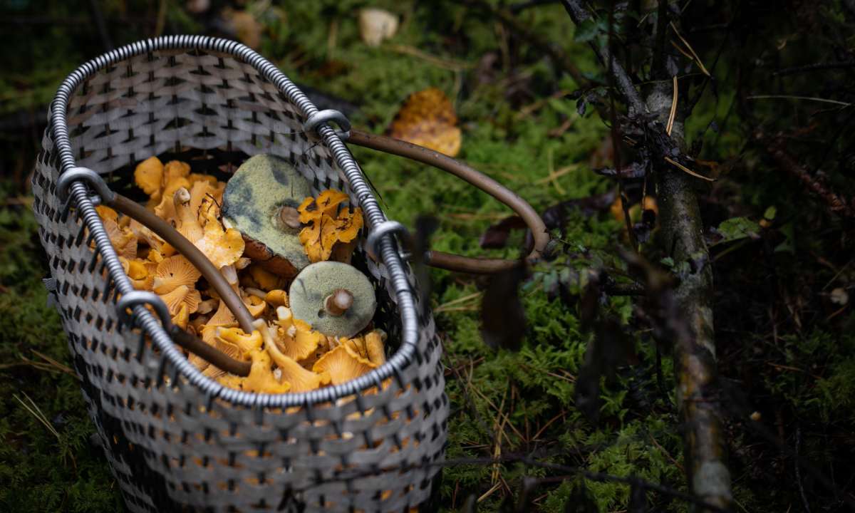 Essbarer Wald