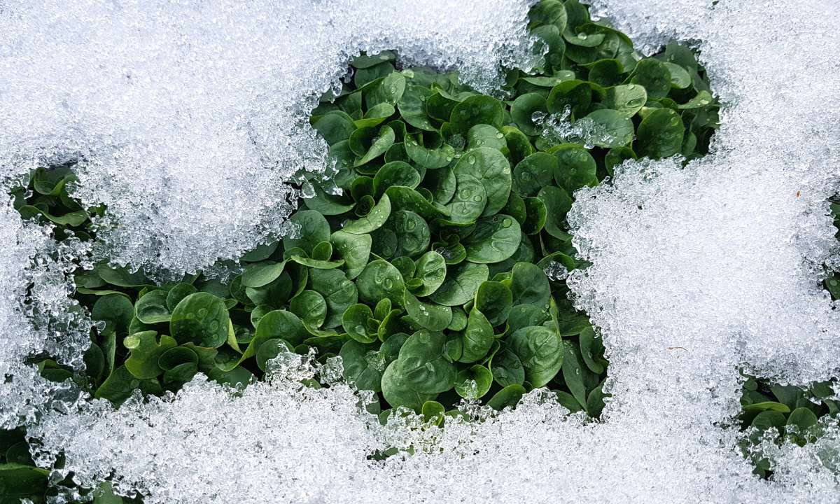 Wintergemüse