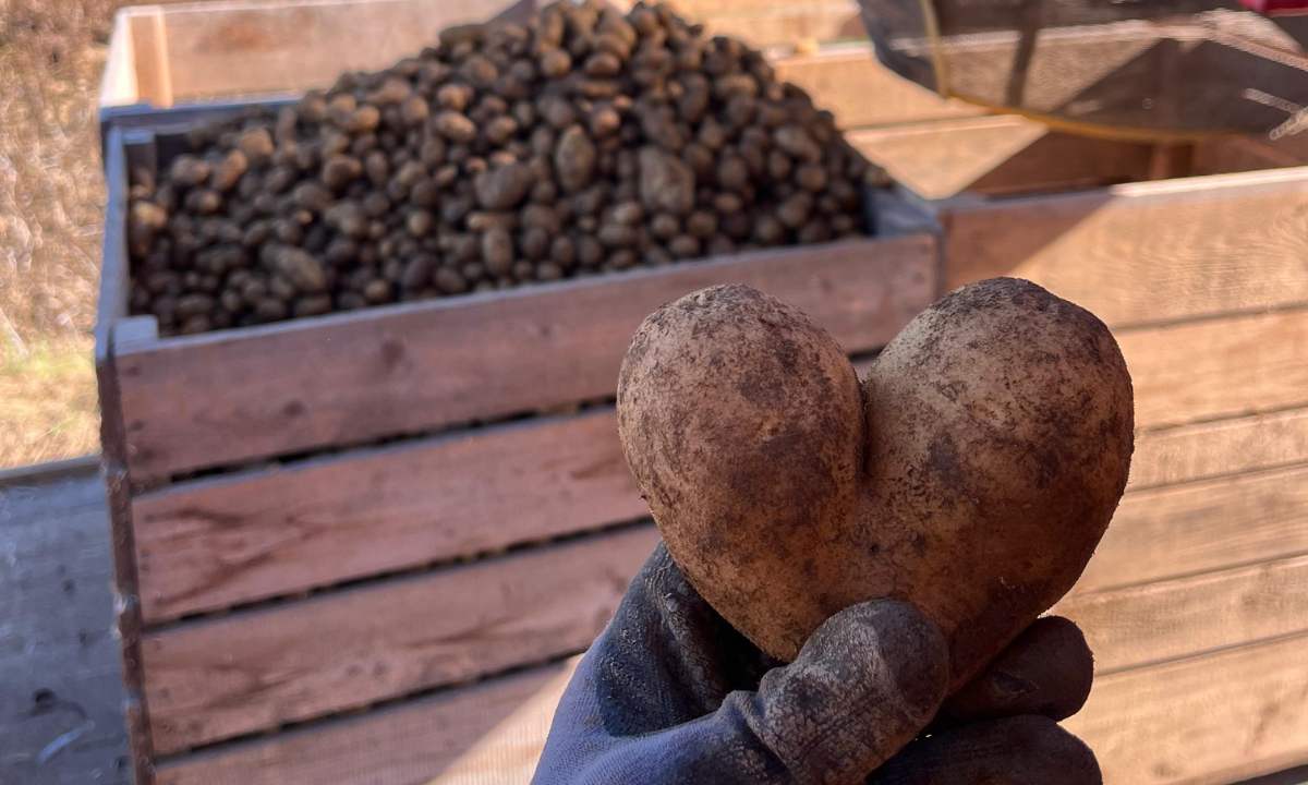 Erdäpfel-Spendenaktion des BioBauernhof Böhm