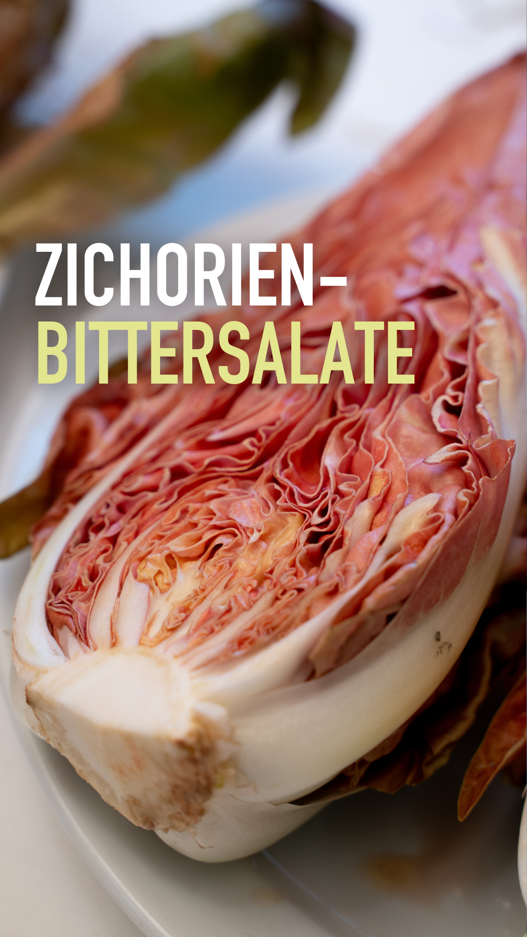 Zichorien-Seminar in Schönbrunn