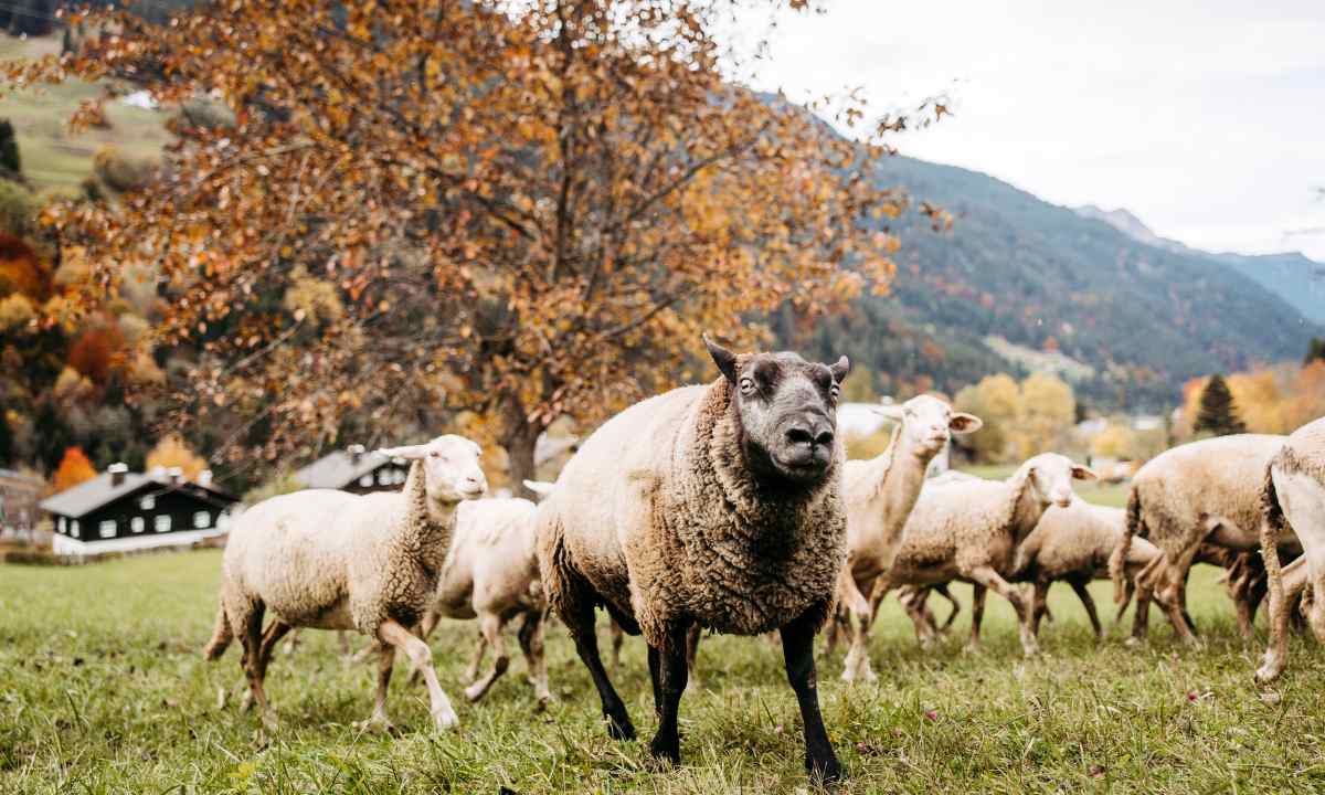 Bio Wollmilch Montafon