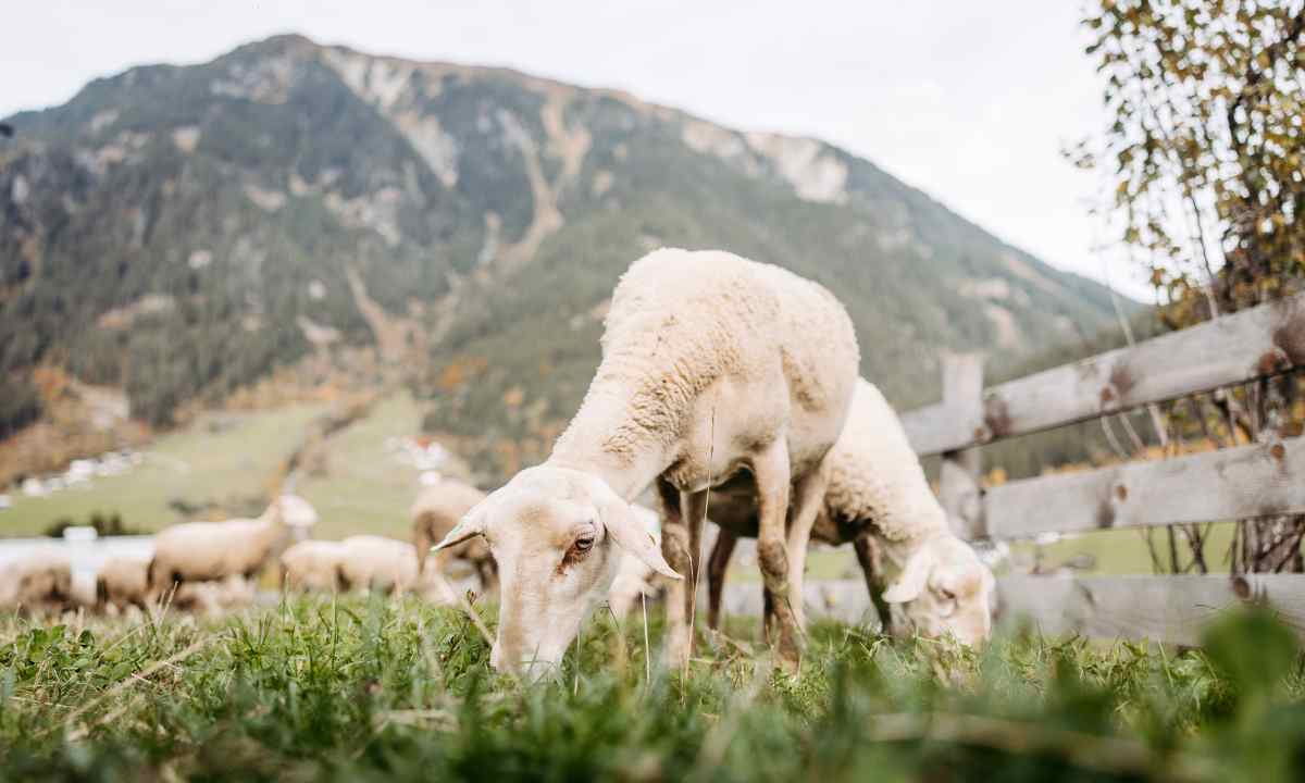 Bio Wollmilch Montafon