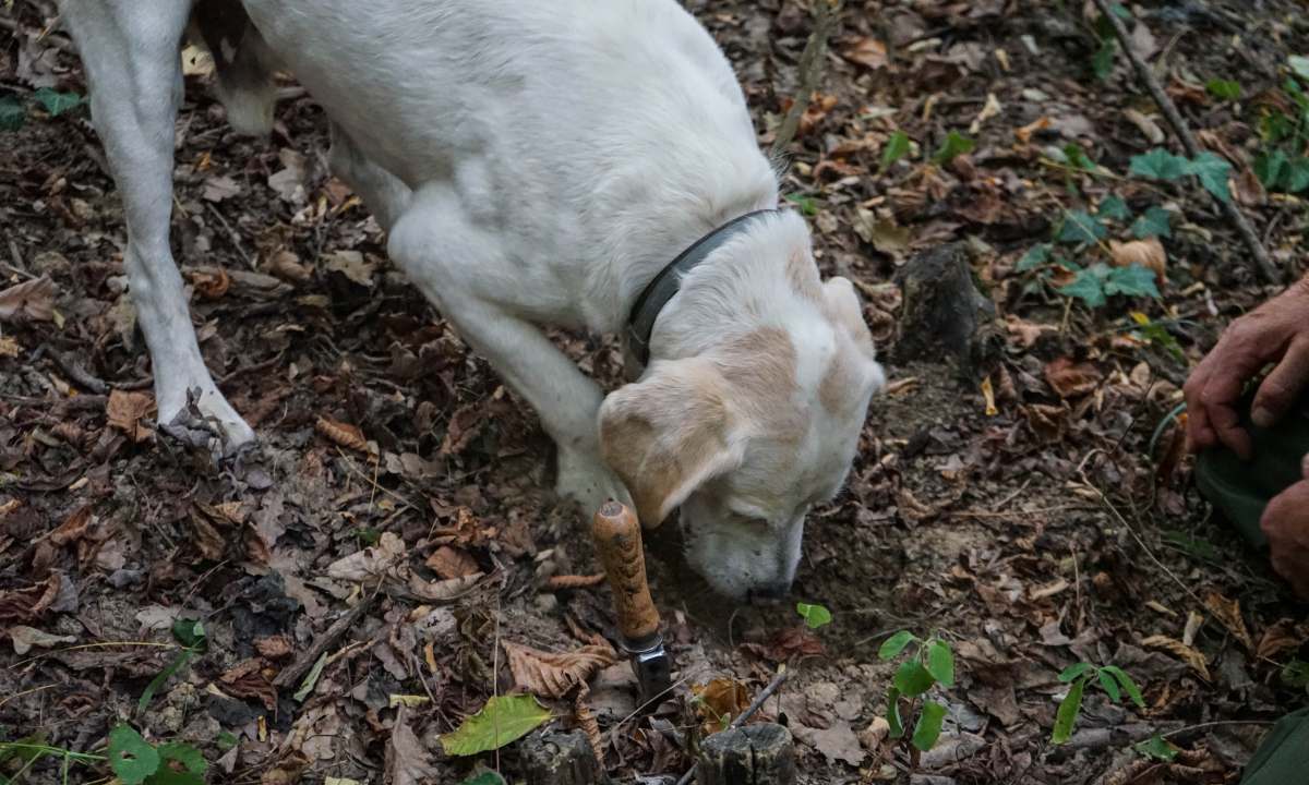 Trüffelhund