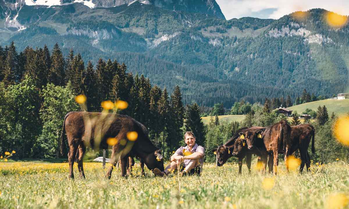 Hofer Bio-Wagyu - Rinderzucht Hof Ried am Bichlach