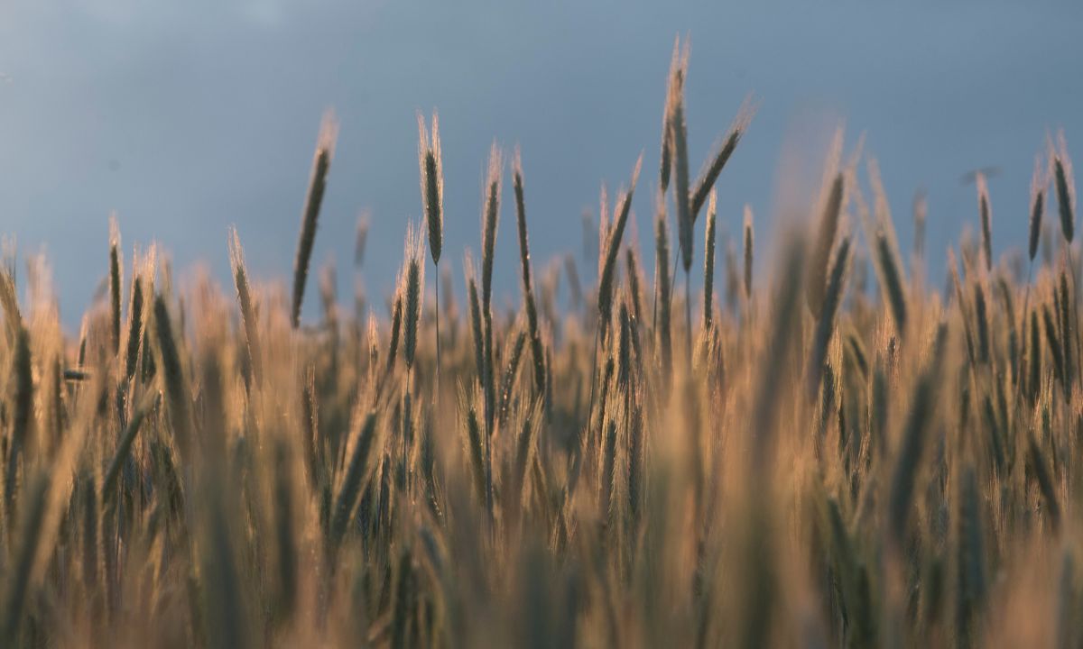 Weizenfeld