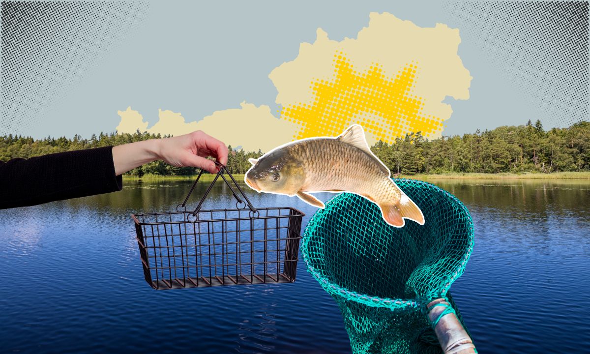 Nachhaltiger Fisch in Österreich-31762