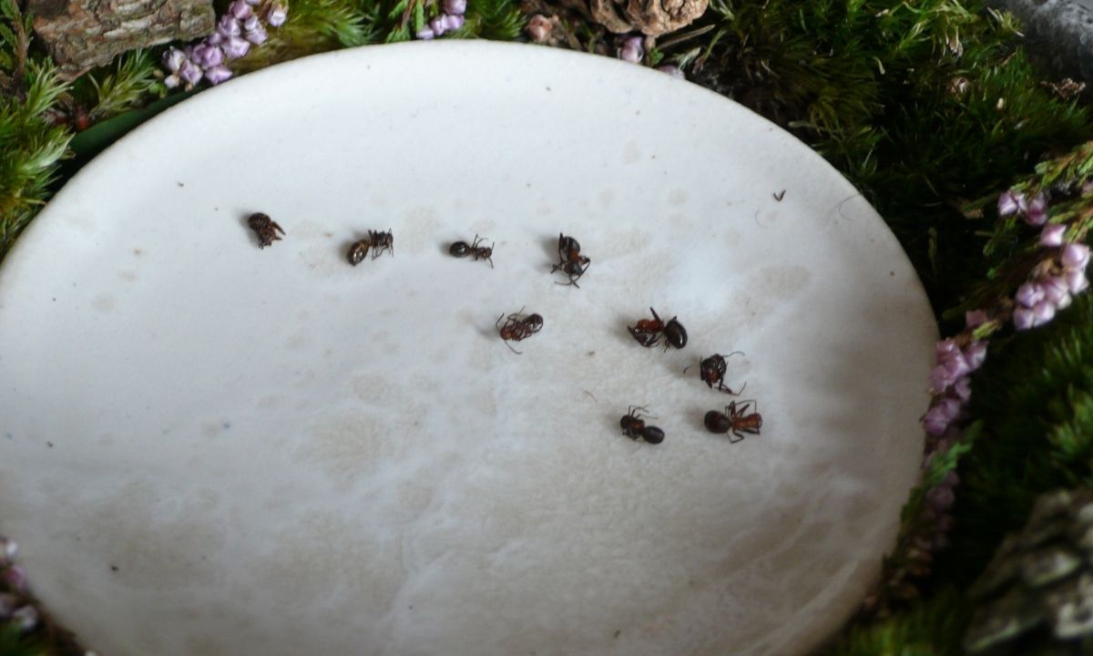 Noma Redzepi Kommentar