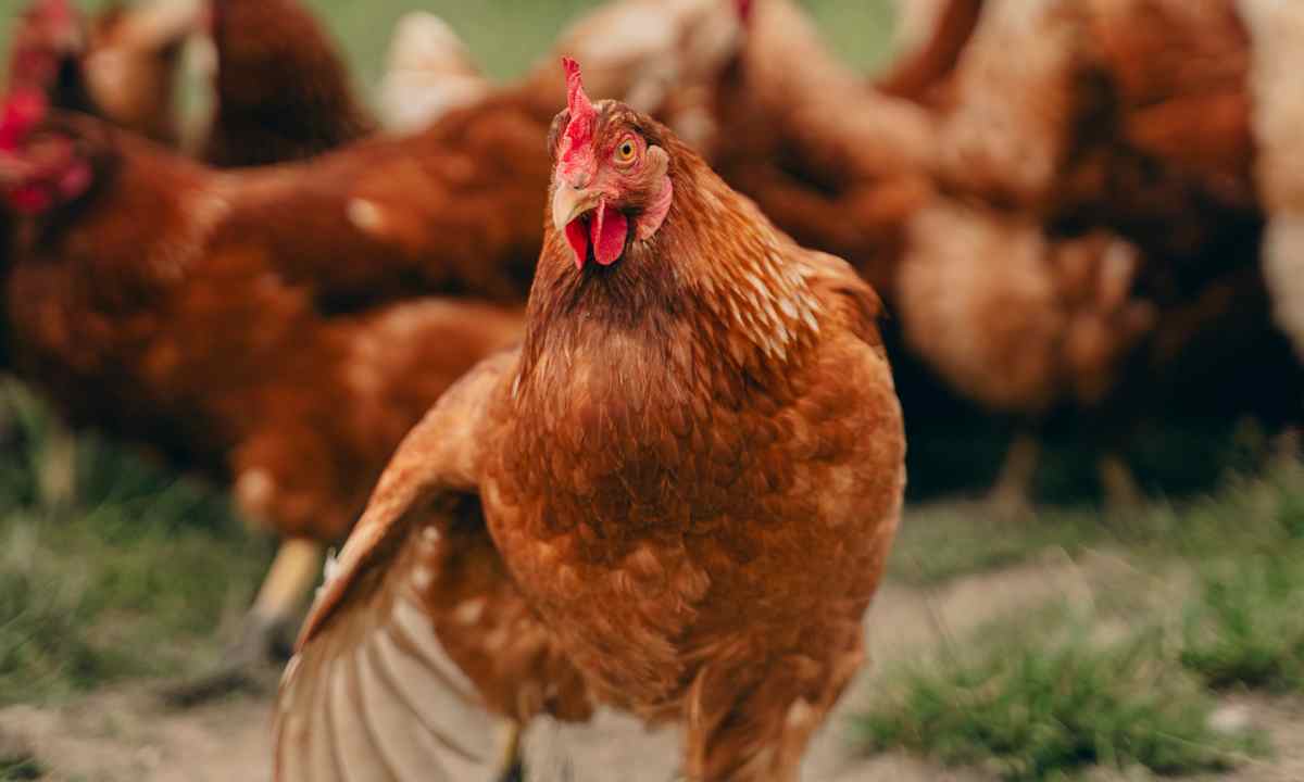 Die Wahrheit über Bio und Regionalität