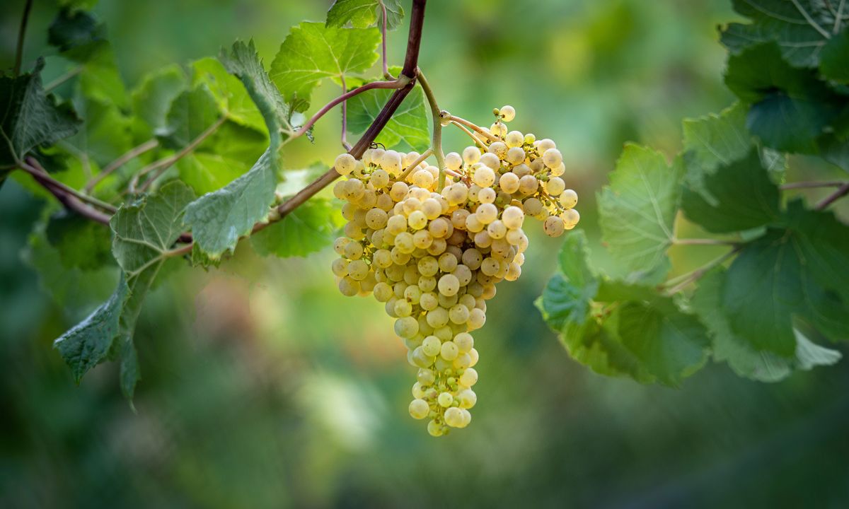Donauriesling (aufgenommen im Schauweingarten der HBLA Klosterneuburg)
