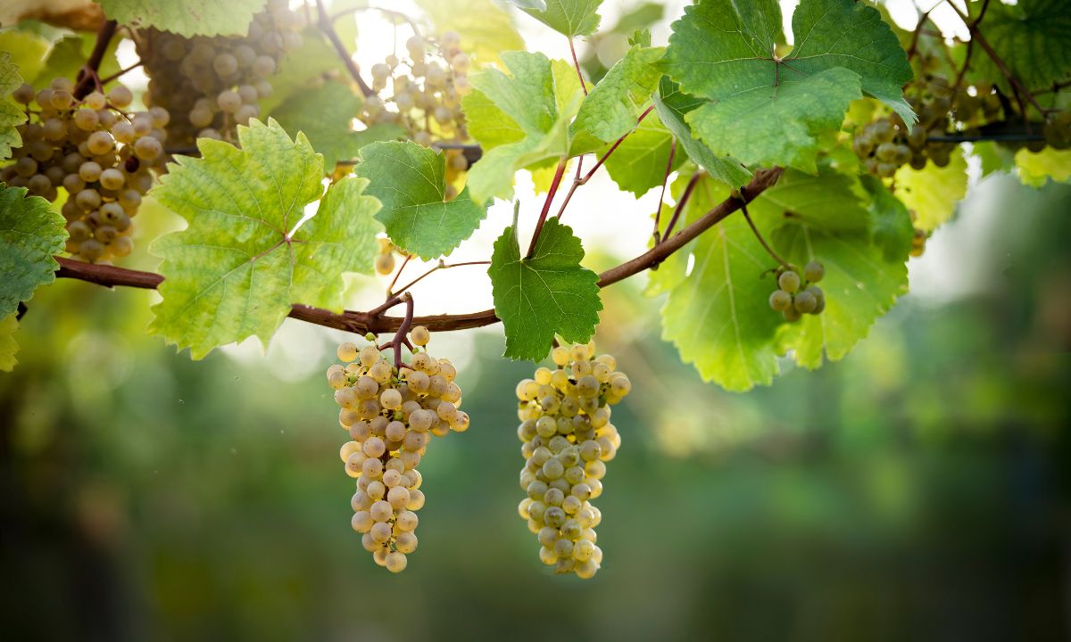 Donauveltliner (aufgenommen im Schauweingarten der HBLA Klosterneuburg)