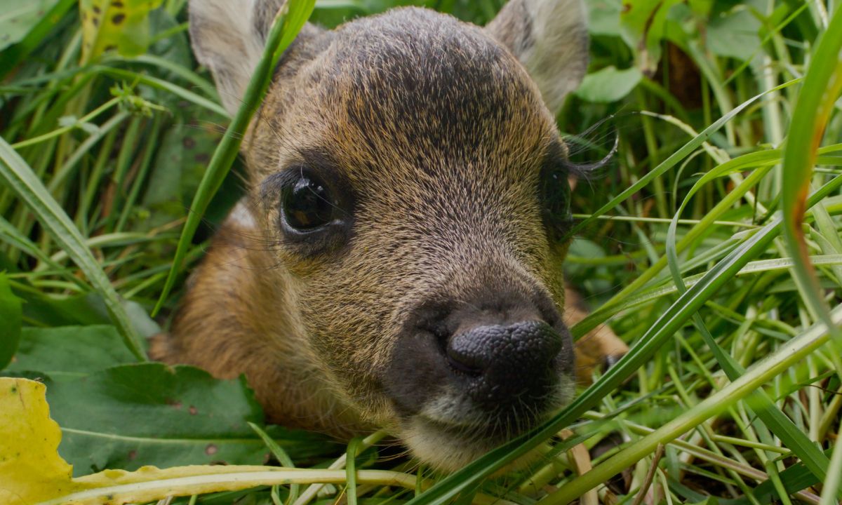 Kitzrettung Tiroler Oberland