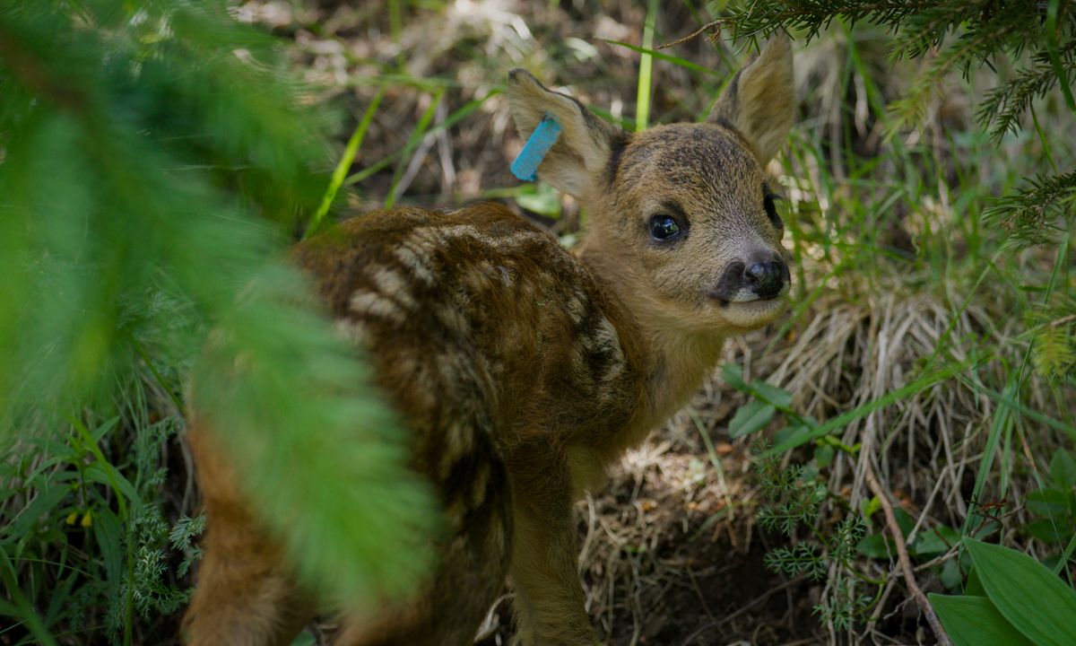 Kitzrettung Tiroler Oberland