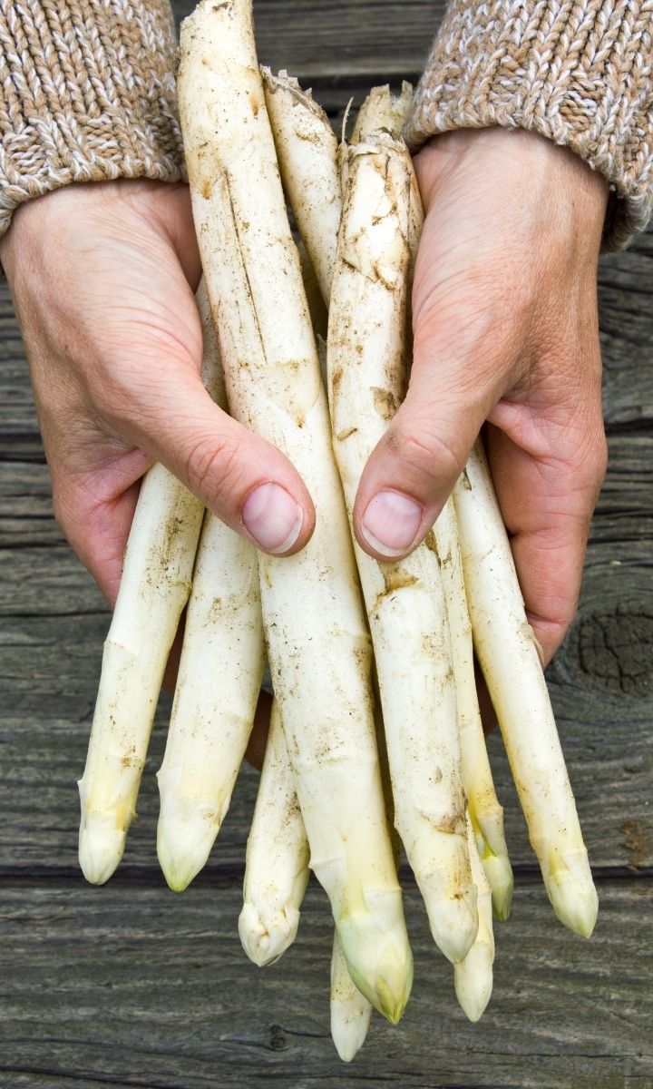 Spargel