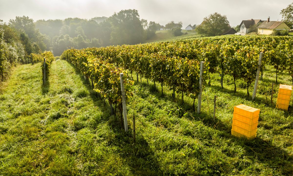 Weingarten während der Lese